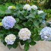 Gyokudanka Hydrangeas丨Flower Gardens