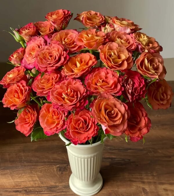 Gypsy Curiosa Rose丨Flower Gardens