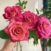 Gypsy Curiosa Rose plant丨Flower Gardens