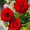 HOT BLOOD Rose plant丨Flower Gardens