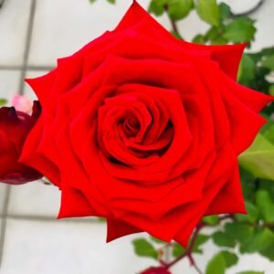 HOT BLOOD Rose for sale丨Flower Gardens