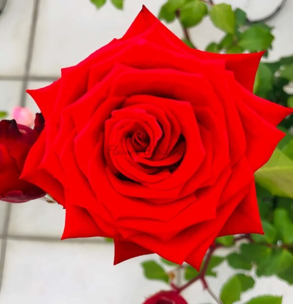 HOT BLOOD Rose for sale丨Flower Gardens