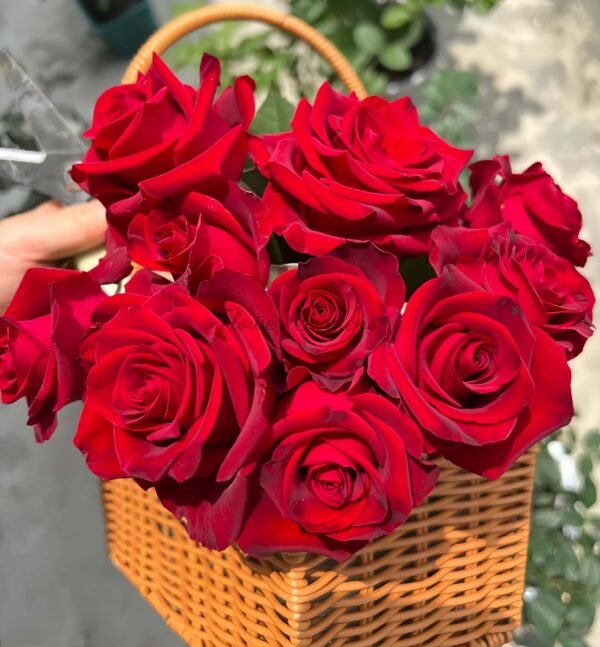 Hallelujah Rose丨Flower Gardens