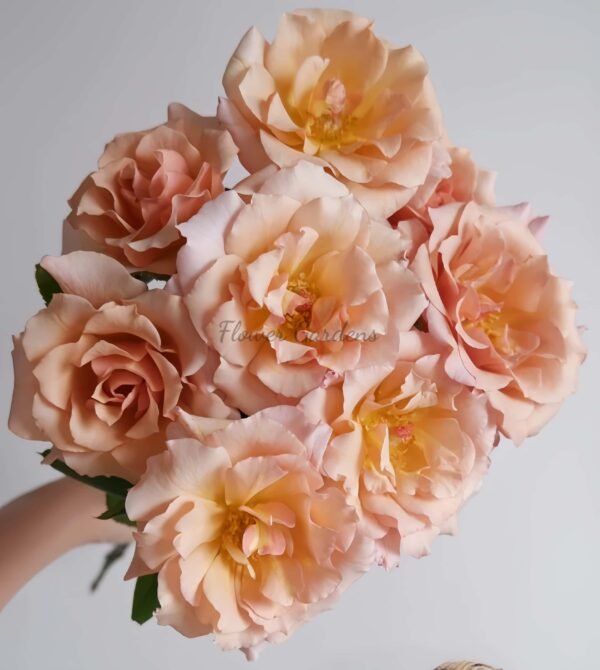 Hatune Rose丨Flower Gardens