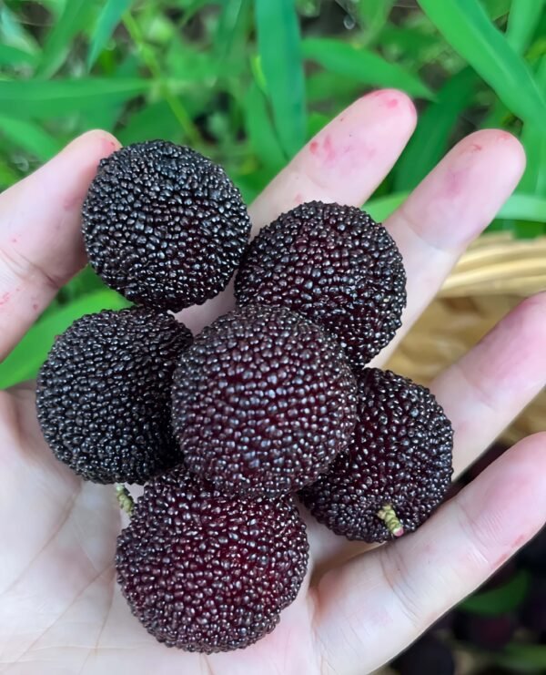 Heitan Waxberry Tree丨Flower Gardens