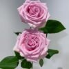 Hera Rose plant丨Flower Gardens