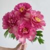 Hillary Peony Plant丨Flower Gardens