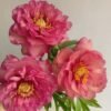 Hillary Peony for sale丨Flower Gardens