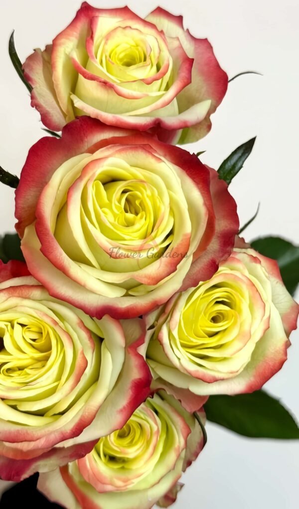 Hua'erqi Rose丨Flower Gardens