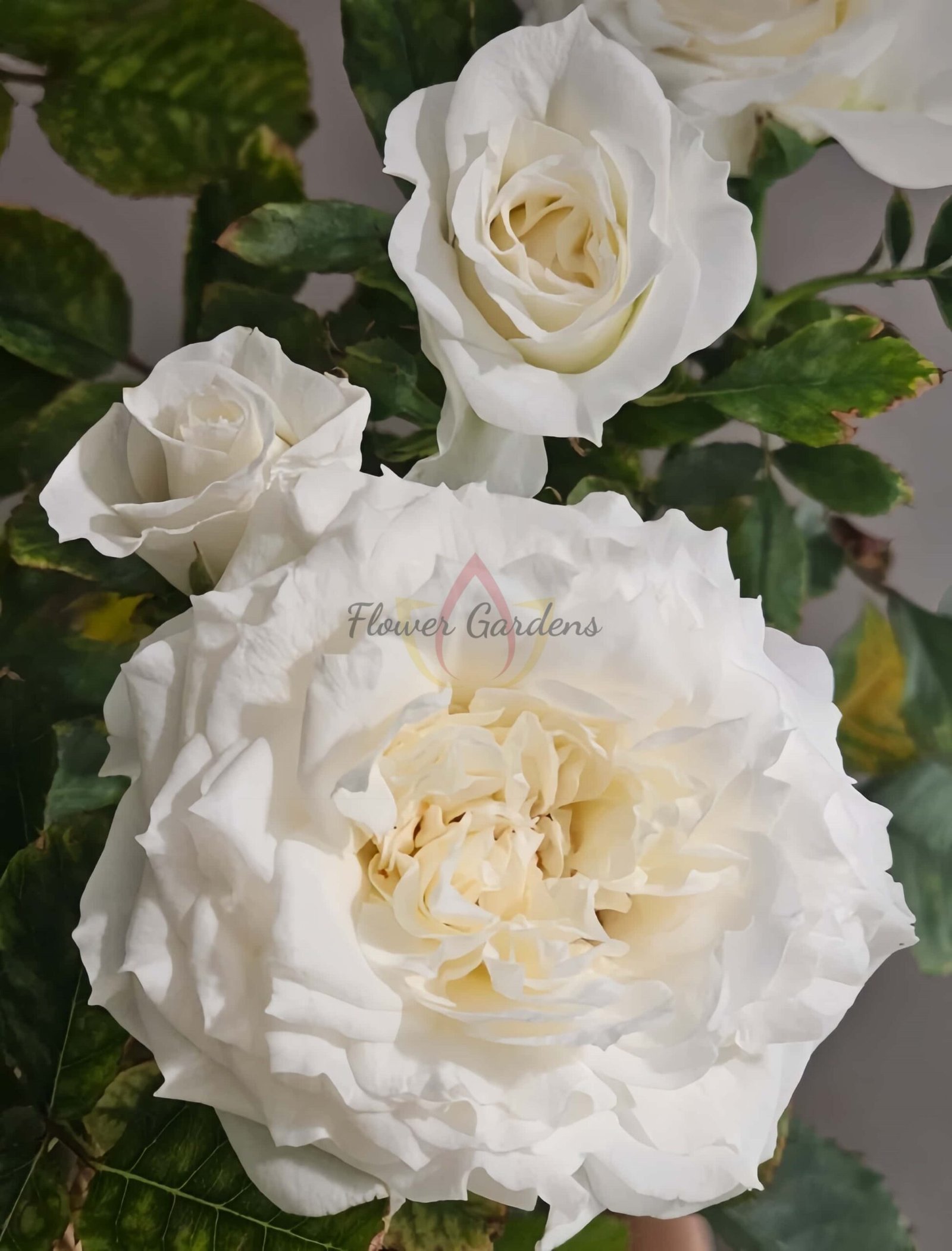 Ice Cream Balcony Rose丨Flower Gardens