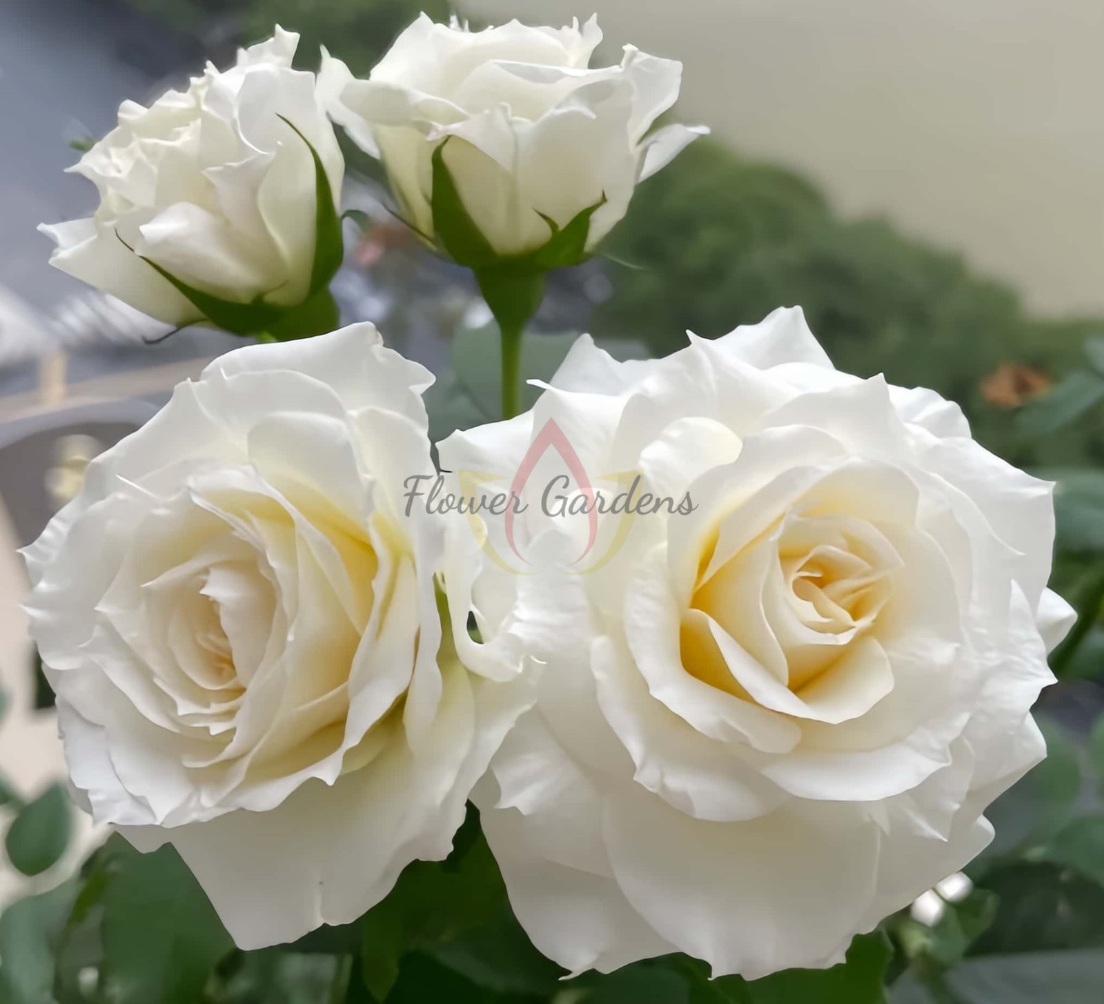Ice Cream Balcony Rose for sale丨Flower Gardens