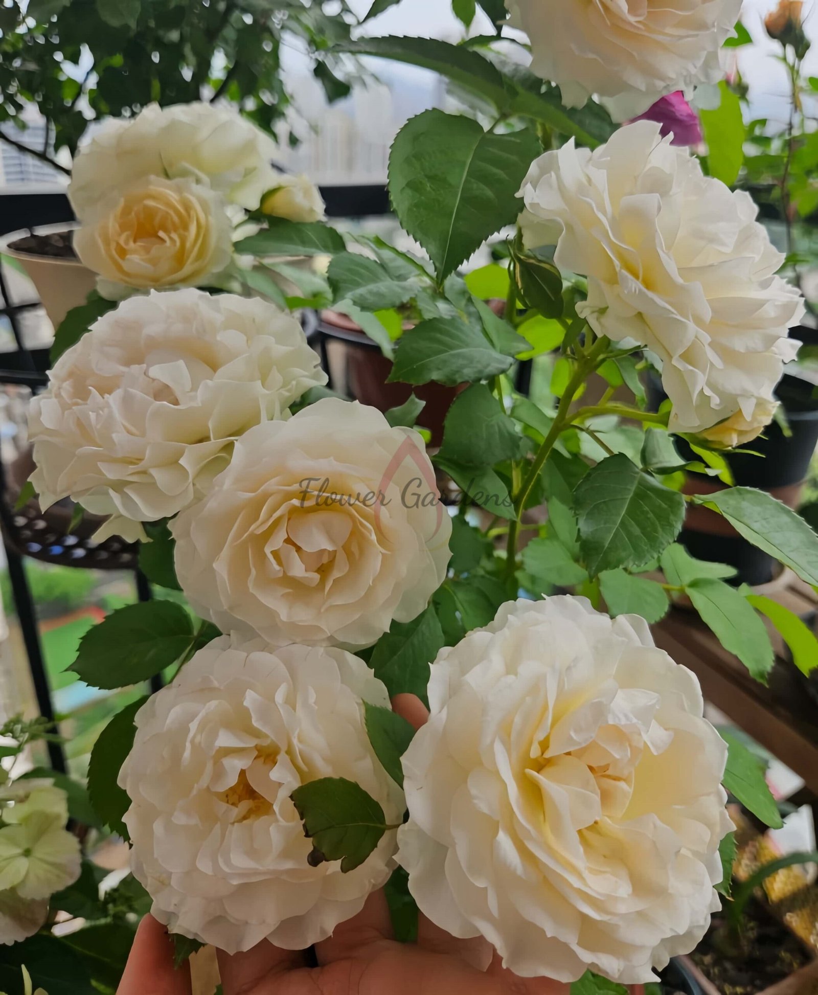Ice Cream Balcony Rose plant丨Flower Gardens