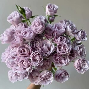 Innocentia in Caramel Rose for sale丨Flower Gardens