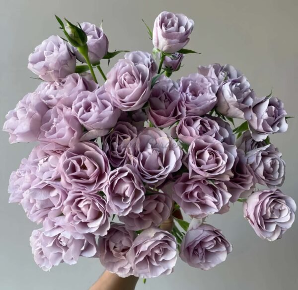 Innocentia in Caramel Rose for sale丨Flower Gardens