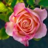 Jabulani Rose for sale丨Flower Gardens