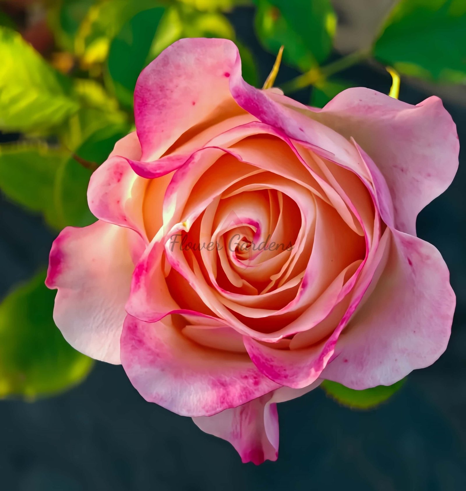 Jabulani Rose for sale丨Flower Gardens