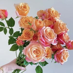 Jabulani Rose丨Flower Gardens