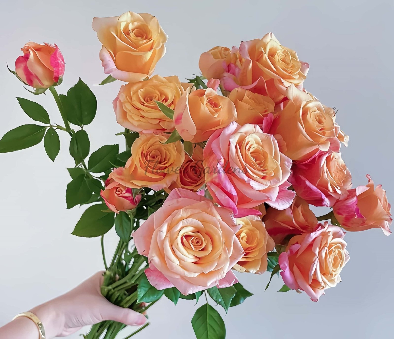 Jabulani Rose丨Flower Gardens