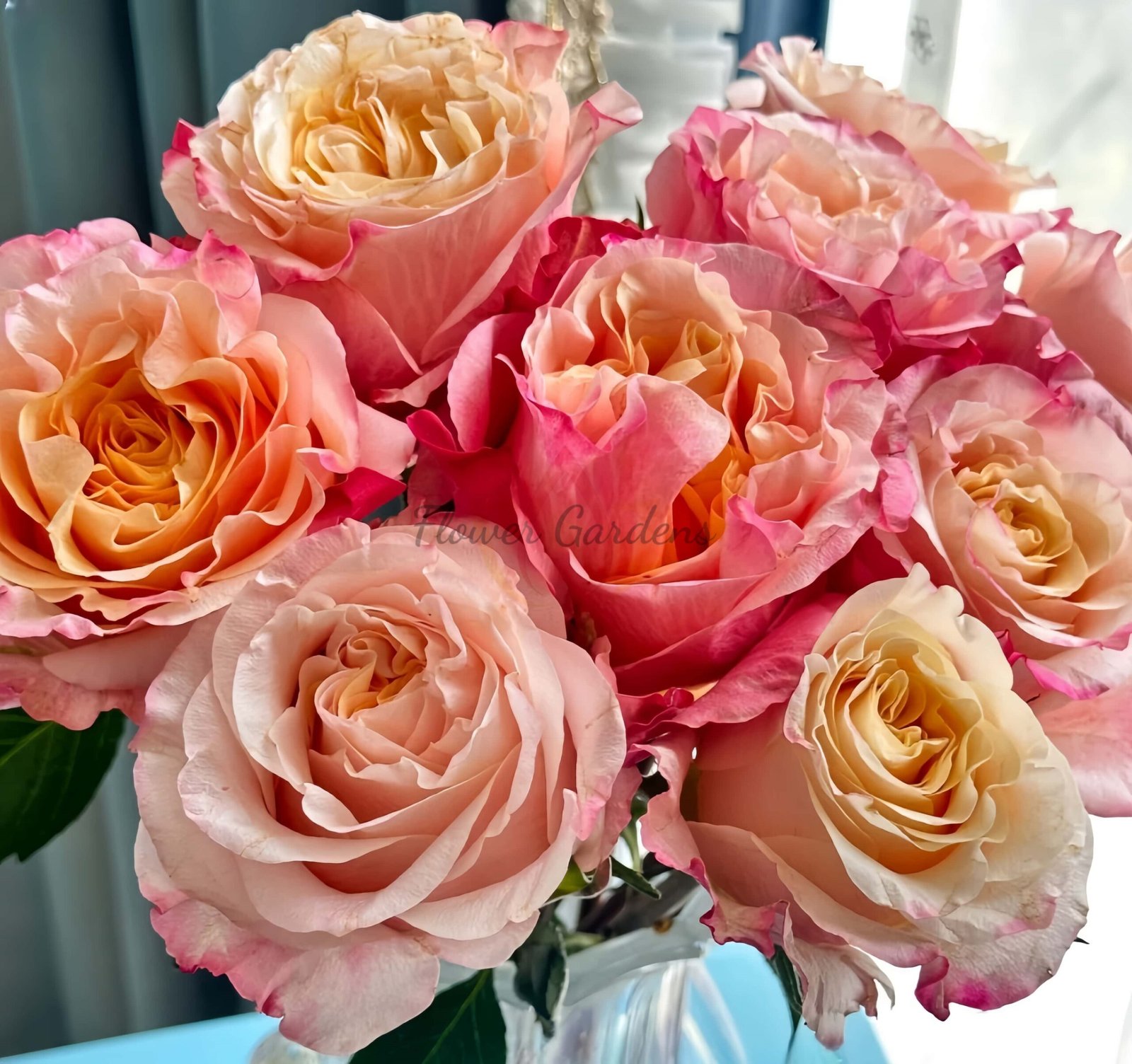 Jabulani Rose plant丨Flower Gardens