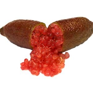 Jali Red Finger Lime Tree Plant丨Flower Gardens