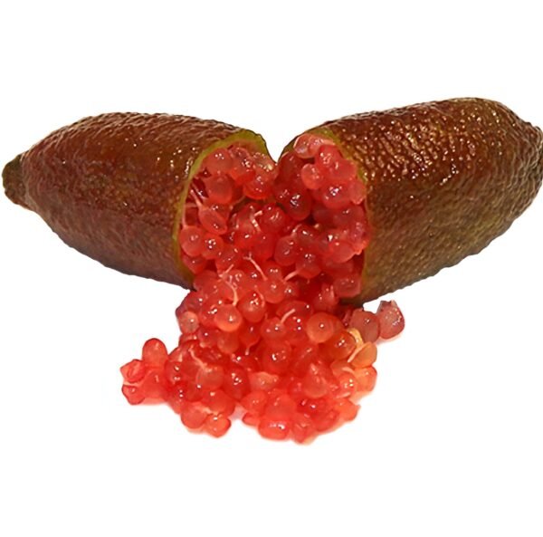 Jali Red Finger Lime Tree Plant丨Flower Gardens