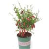 Jali Red4 Jali Red Finger Lime Tree丨Flower Gardens