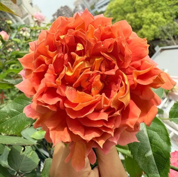 Jazz Rose for sale丨Flower Gardens