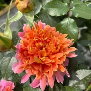 Jazz Rose plant丨Flower Gardens