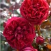 Jean-Christophe Rose for sale丨Flower Gardens