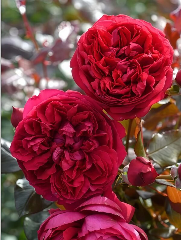 Jean-Christophe Rose for sale丨Flower Gardens