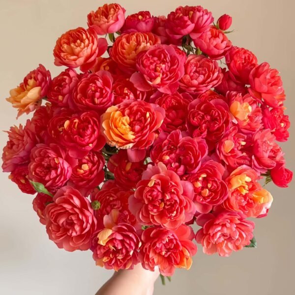 Juice splash Rose丨Flower Gardens