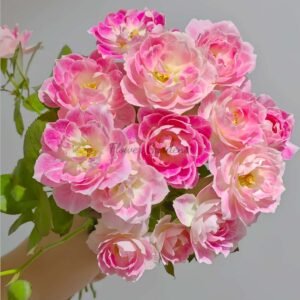 Kalin Rose丨Flower Gardens