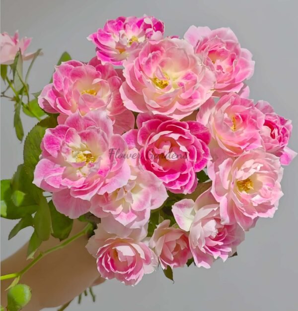 Kalin Rose丨Flower Gardens