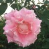 Kanata Rose for sale丨Flower Gardens