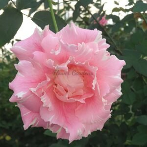 Kanata Rose for sale丨Flower Gardens