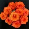 Kings Day Rose for sale丨Flower Gardens