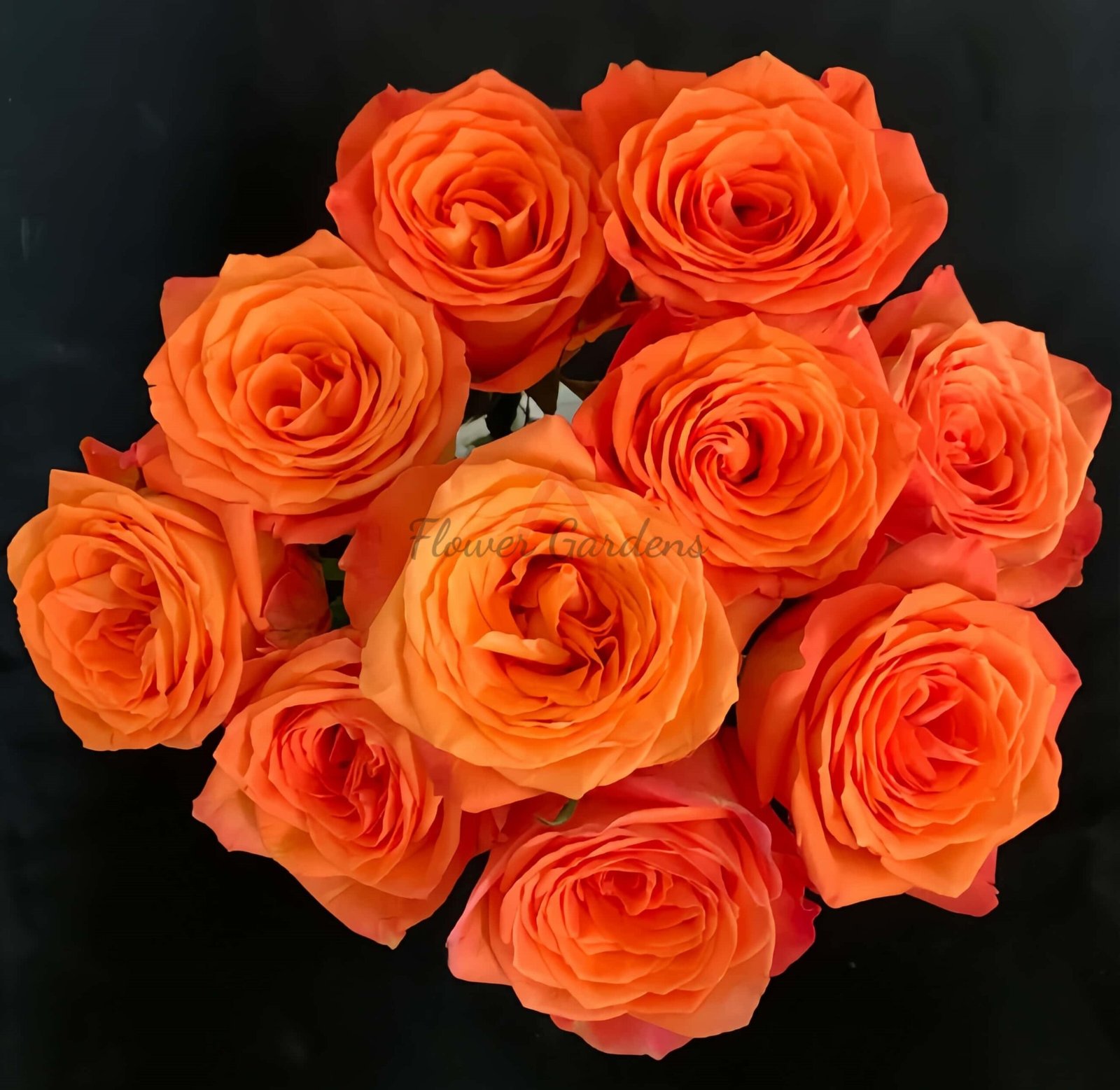 Kings Day Rose for sale丨Flower Gardens