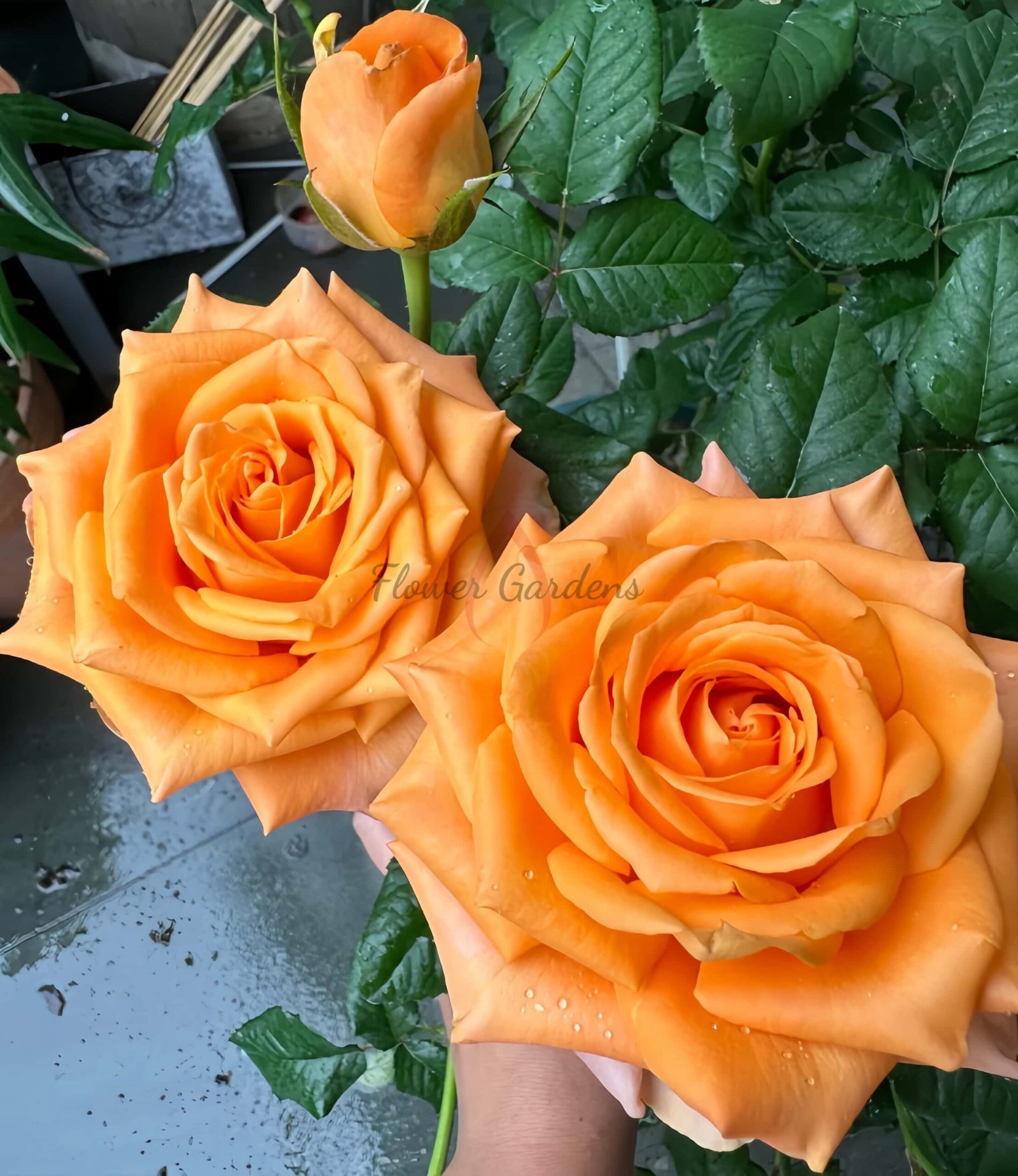 Kings Day Rose丨Flower Gardens