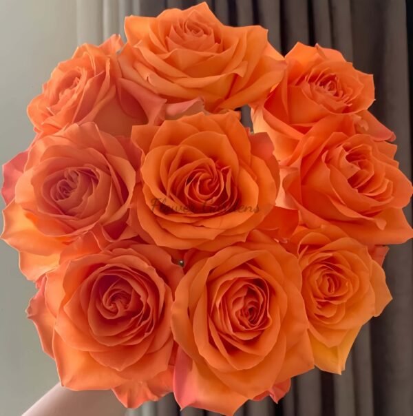 Kings Day Rose plant丨Flower Gardens