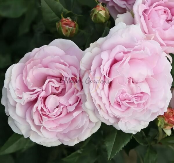 Konigin Marie Rose丨Flower Gardens