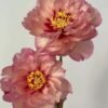 Kopper Kettle Peony for sale丨Flower Gardens