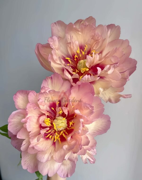 Kopper Kettle Peony Plant 丨Flower Gardens