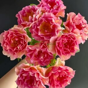 La Parisienne Rose丨Flower Gardens