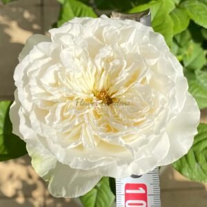 Lady Ford Rose plant丨Flower Gardens