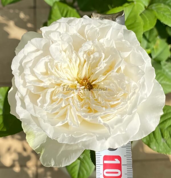 Lady Ford Rose plant丨Flower Gardens