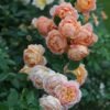Lady of shalott Rose1 Lady of shalott Rose丨Flower Gardens