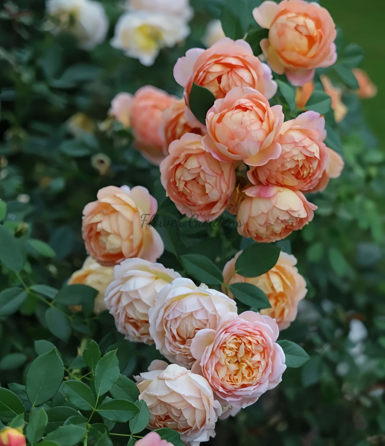 Lady of shalott Rose丨Flower Gardens