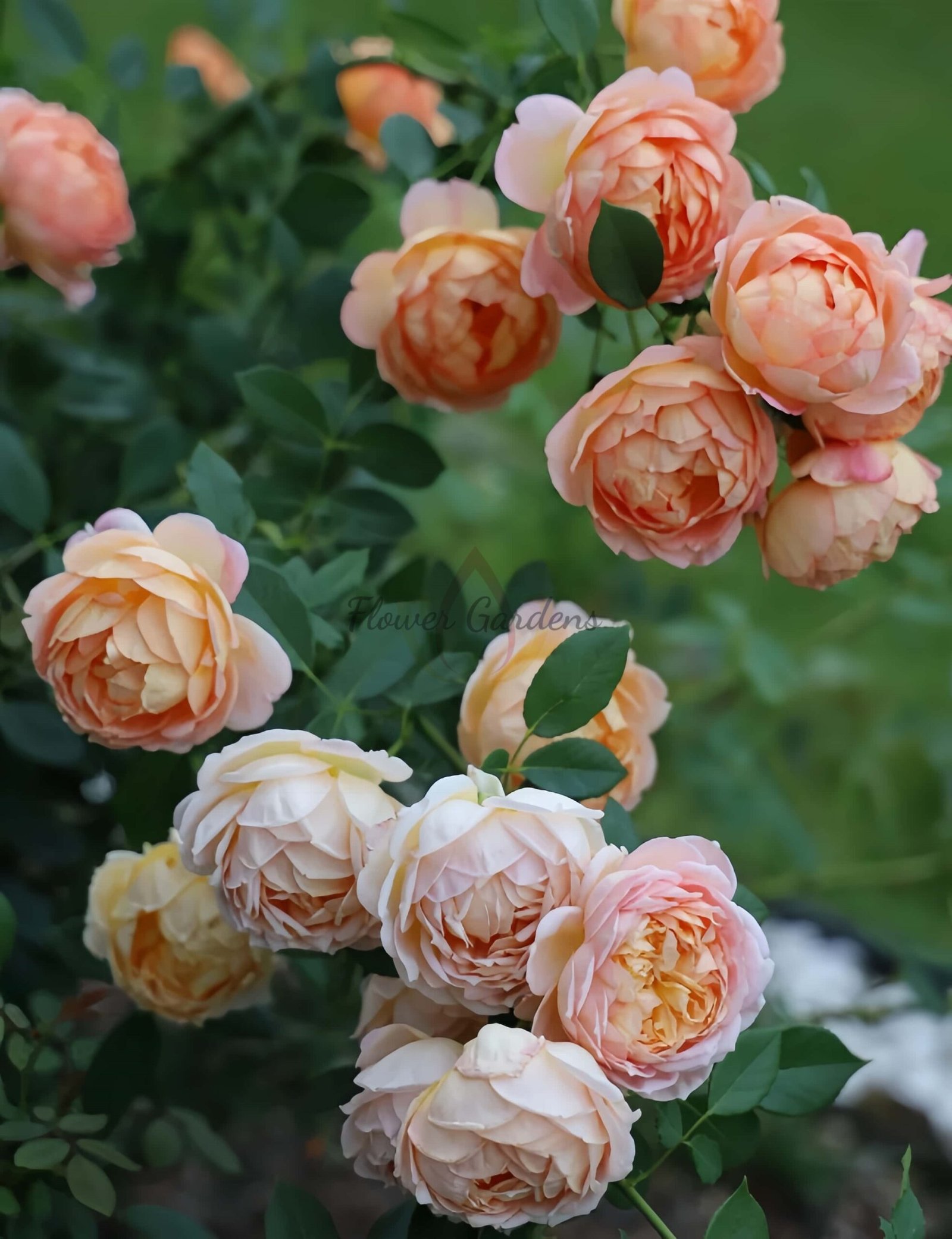 Lady of shalott Rose for sale丨Flower Gardens