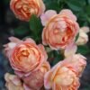 Lady of shalott Rose3 Lady of shalott Rose丨Flower Gardens