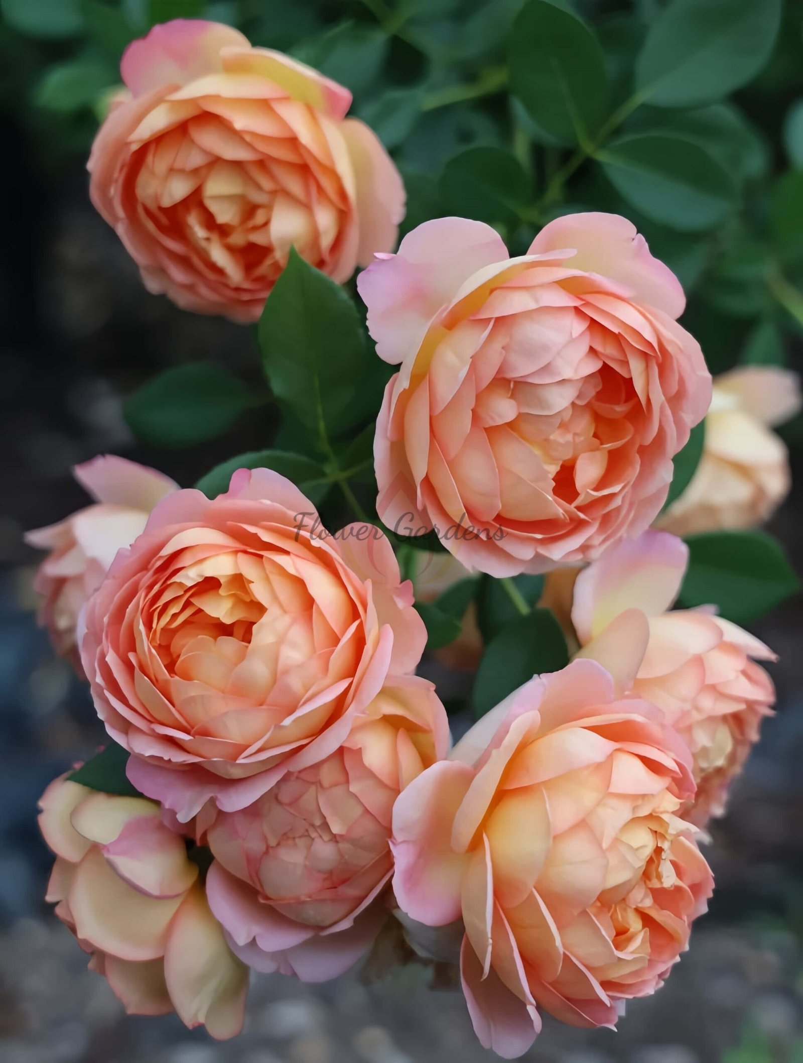 Lady of shalott Rose丨Flower Gardens